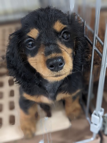 ミニチュア・ダックスフンド 犬の販売・譲渡 24925 女の子