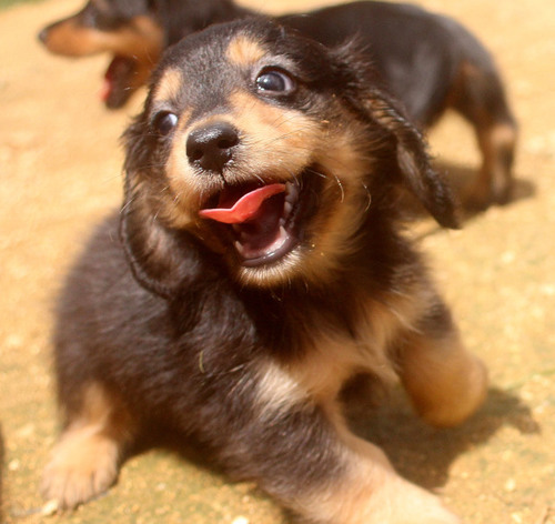 ミニチュア・ダックスフンド 犬の販売・譲渡 24929 ブラック&タンの男の子