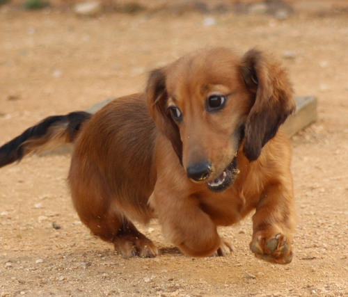 ミニチュア・ダックスフンド 犬の販売・譲渡 24930 レッドの男の子