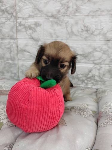 ミニチュア・ダックスフンド 犬の販売・譲渡 24931 可愛いお顔のダックスちゃんです。
