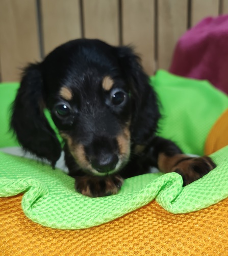 ミニチュア・ダックスフンド 犬の販売・譲渡 24932 小さくて可愛い男の子