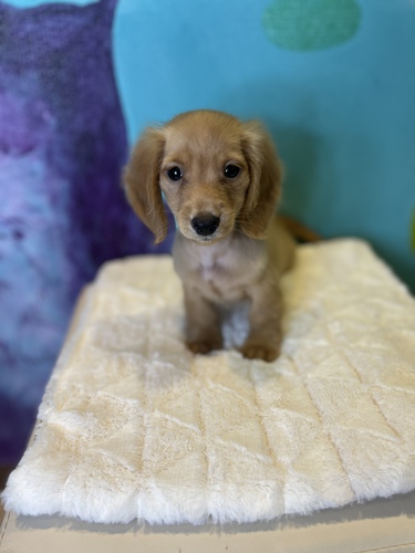 ミニチュア・ダックスフンド 犬の販売・譲渡 24933 ペットローン月々3200円から
