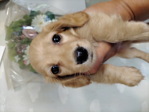 ミニチュア・ダックスフンド 犬の販売・譲渡 24935 可愛い男の子