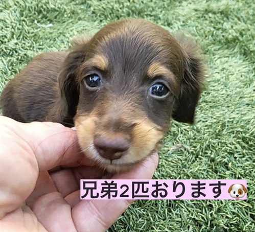 ミニチュア・ダックスフンド 犬の販売・譲渡 24938 素敵なご家族がお迎えに来ました!
