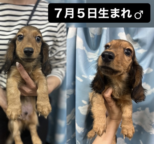 ダックス 男の子 犬の販売 24939