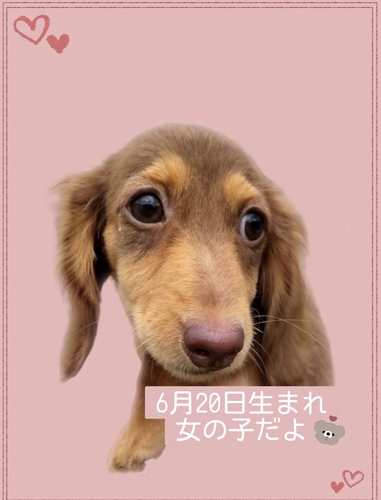ミニチュア・ダックスフンド 犬の販売・譲渡 24941 人気カラー優しい女の子!
