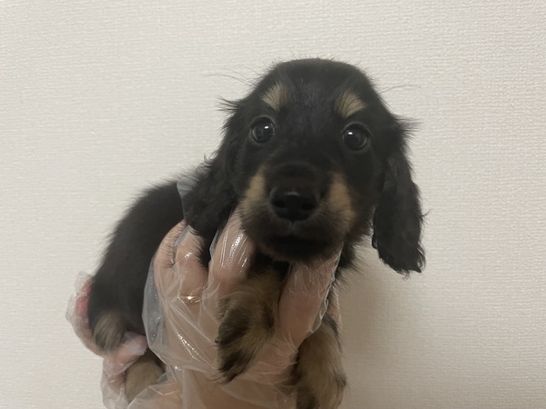 人大好き!玩具大好き!! 犬の販売 24945