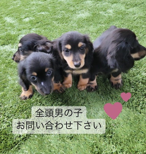 ミニチュア・ダックスフンド 犬の販売・譲渡 24947 ダックス祭り ブラック&イエロー
