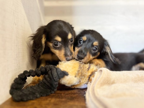 ミニチュア・ダックスフンド 犬の販売・譲渡 24950 ご家族決まりました^_^