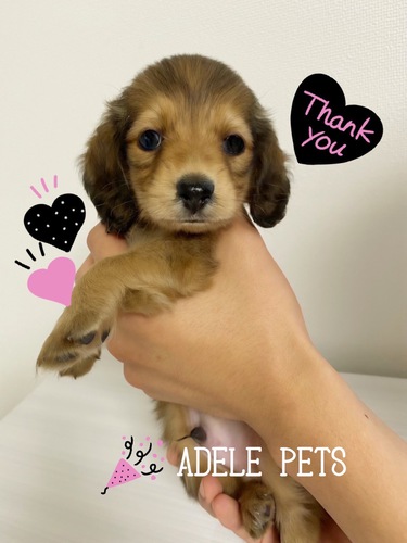 ミニチュア・ダックスフンド 犬の販売・譲渡 24954 ご家族決まりました(^^)!