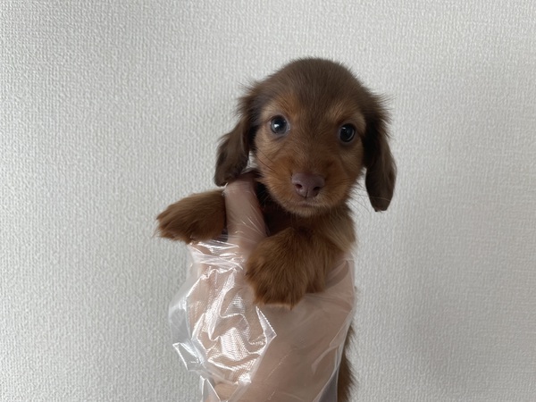 人が大好きな子 犬の販売 24958