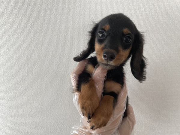 チビチビの甘えっ子さん^ ^ 犬の販売 24959