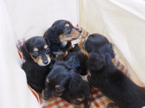 ミニチュア・ダックスフンド 犬の販売・譲渡 24960 岐阜県よりご家族募集致します