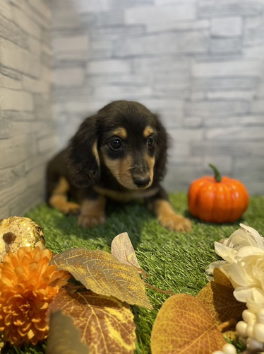 ミニチュア・ダックスフンド 犬の販売・譲渡 24961 ペットローン月々3000円から
