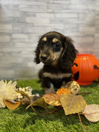 ミニチュア・ダックスフンド 犬の販売・譲渡 24962 ペットローン月々3000円から