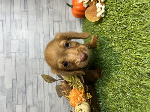 ミニチュア・ダックスフンド 犬の販売・譲渡 24963 ペットローン月々3000円から