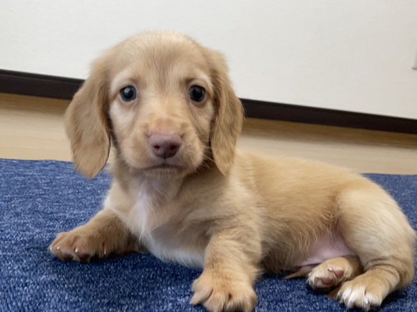 マイペースな男の子 犬の販売 24965