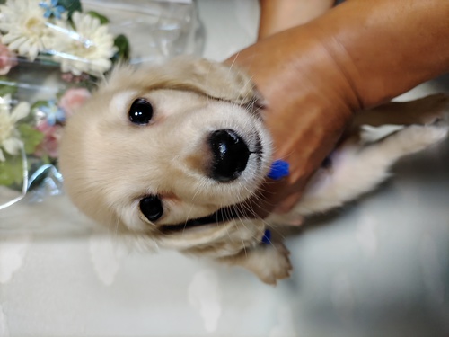 ミニチュア・ダックスフンド 犬の販売・譲渡 24966 ダックスフンド男の子