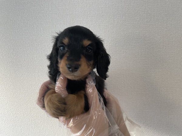 遊ぶの大好きな子 犬の販売 24968
