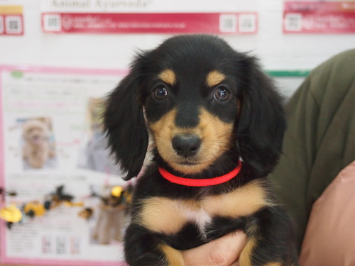 ミニチュア・ダックスフンド 犬の販売・譲渡 24973 顔の可愛い綺麗なブラック&タンの女の仔!・東京~