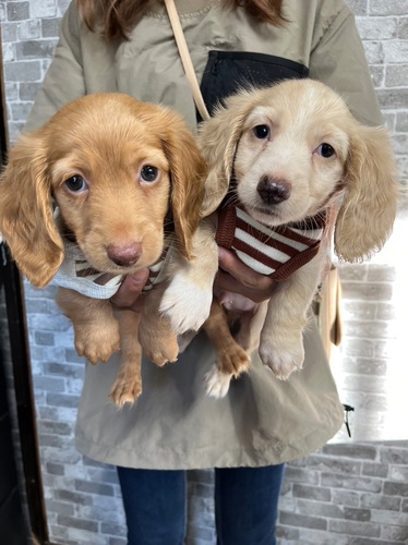 ミニチュア・ダックスフンド 犬の販売・譲渡 24976 1匹6万