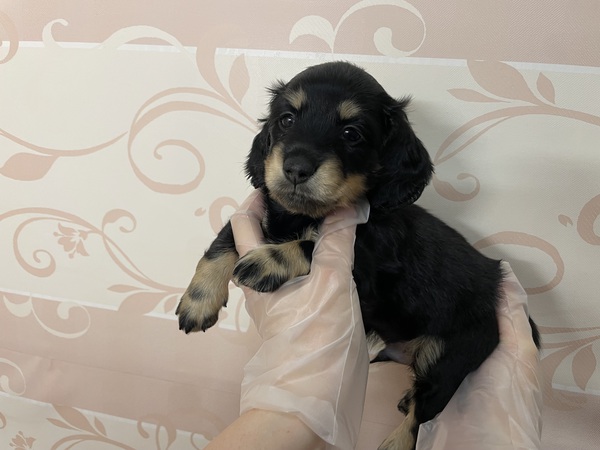 ちょっぴりビビりくん★ 犬の販売 24982