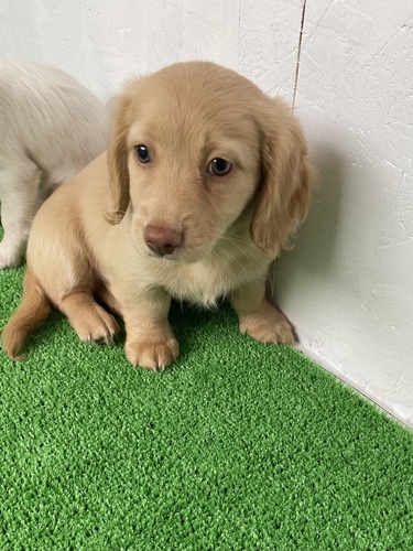 ミニチュア・ダックスフンド 犬の販売・譲渡 24985 1匹限定価格。元気いっぱいな子犬