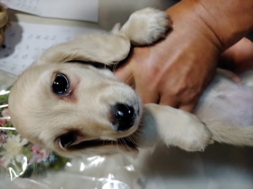 ミニチュア・ダックスフンド 犬の販売・譲渡 24986 ダックスフンド女の子