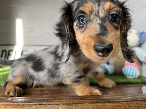 ミニチュア・ダックスフンド 犬の販売・譲渡 24987 シルバーダップル オッドアイの子
