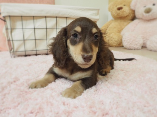 ミニチュア・ダックスフンド 犬の販売・譲渡 24989 優しい性格の男の子です