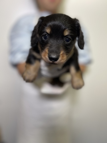 ミニチュア・ダックスフンド 犬の販売・譲渡 24993 超激カワブラックタンベイビー