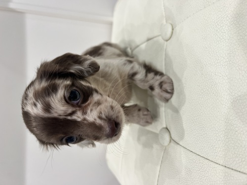 ミニチュア・ダックスフンド 犬の販売・譲渡 24994 小柄な美人さん!