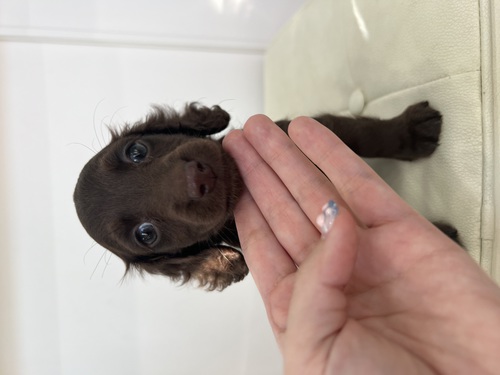 ミニチュア・ダックスフンド 犬の販売・譲渡 24996 チョコソリッドの女の子