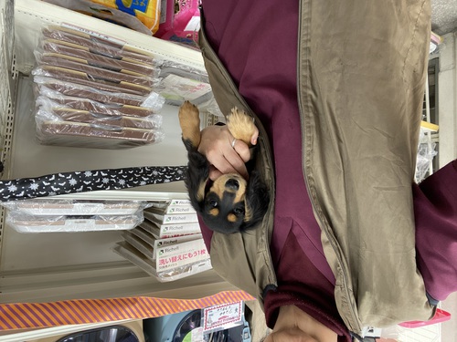 ミニチュア・ダックスフンド 犬の販売・譲渡 24998 ブラックタンのかわいい子