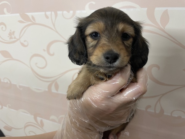 【総額表示】マイペースな子♪ 犬の販売 24999