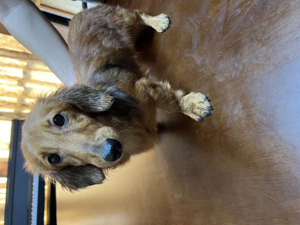 抱っこしてもらえるの大好きな甘えん坊?? 犬の販売 25000