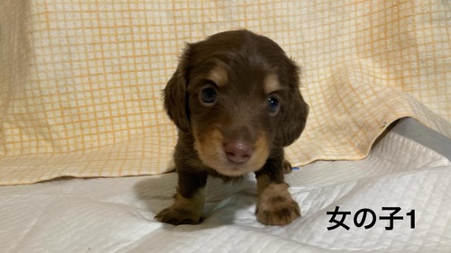 ミニチュア・ダックスフンド 犬の販売・譲渡 25002 良い縁に出会えますように。