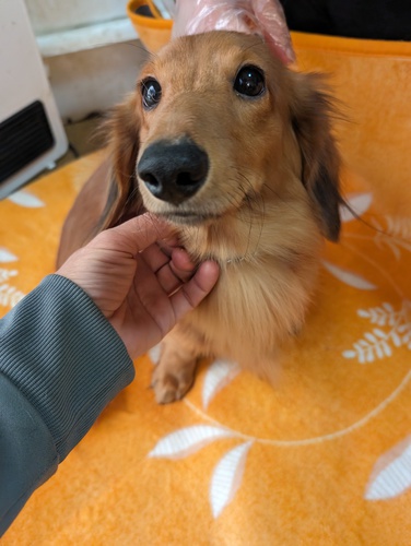 ミニチュア・ダックスフンド 犬の販売・譲渡 25005 ベビーフェイスミニカニ君