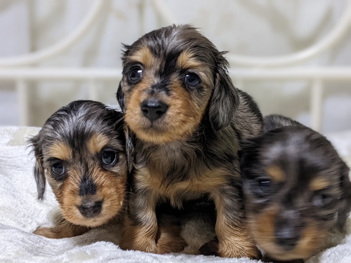 ミニチュア・ダックスフンド 犬の販売・譲渡 25006 岐阜県よりご家族募集中です