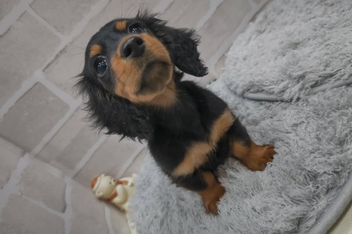 ミニチュア・ダックスフンド 犬の販売・譲渡 25007 とっても美人さん
