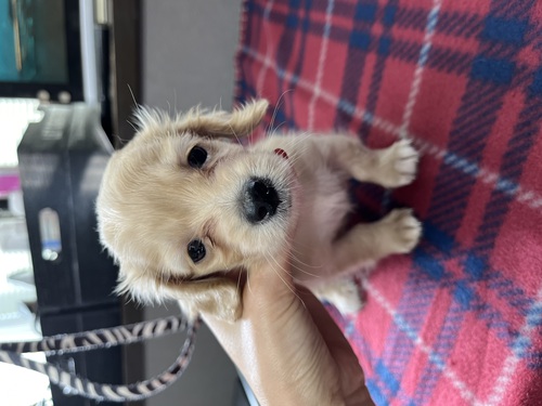 ミニチュア・ダックスフンド 犬の販売・譲渡 25009 740g ダックスbaby