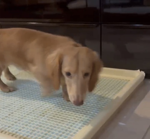 ミニチュア・ダックスフンド 犬の販売・譲渡 25010 可愛い男の子