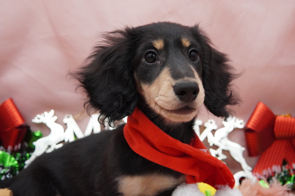 ムチムチおててのまんまるな可愛い男の子 犬の販売 25012