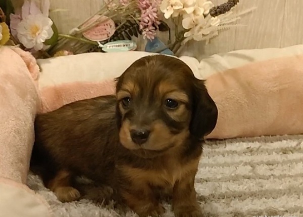 お父さんカニンヘン。小さめの子たちです。 犬の販売 25013
