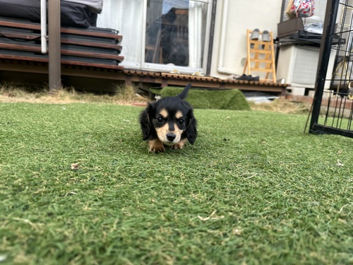 ミニチュア・ダックスフンド 犬の販売・譲渡 25014 Mダックスの男の子