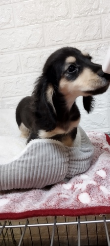 ミニチュア・ダックスフンド 犬の販売・譲渡 25015 カニヘンダックスフンド男の子