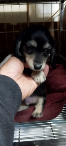 ミニチュア・ダックスフンド 犬の販売・譲渡 25016 ブラックタンの女の子