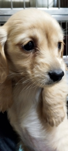 ミニチュア・ダックスフンド 犬の販売・譲渡 25017 ゴールドの女の子