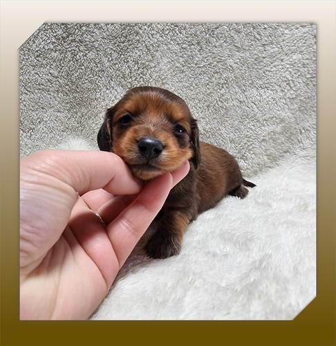 ミニチュア・ダックスフンド 犬の販売・譲渡 25018 ●レッド男の子●