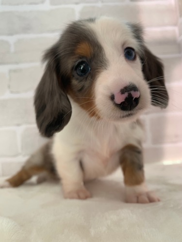 ミニチュア・ダックスフンド 犬の販売・譲渡 25020 全て込みの金額です。
